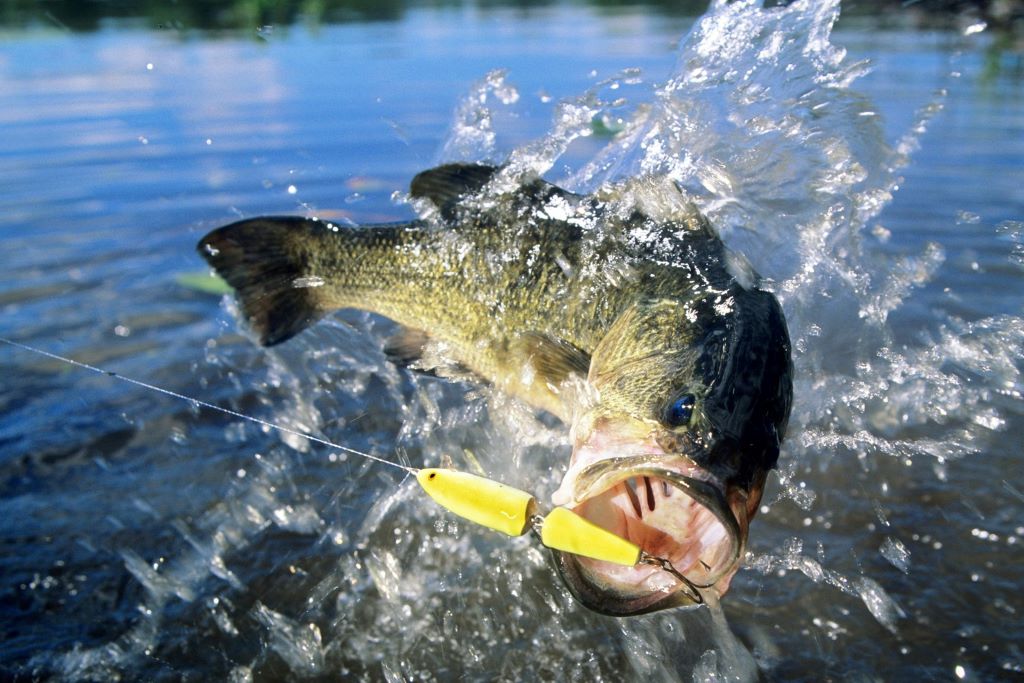 Early Season River Fly Fishing Tips and Techniques