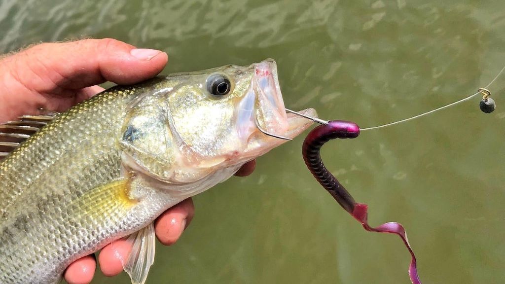 Best fishing rigs in Canada with essential setups for anglers