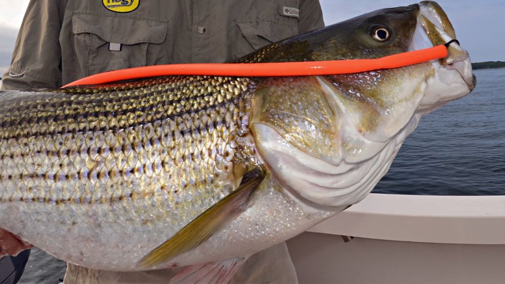 Proven fishing rigs in action for successful fishing trips in Canada